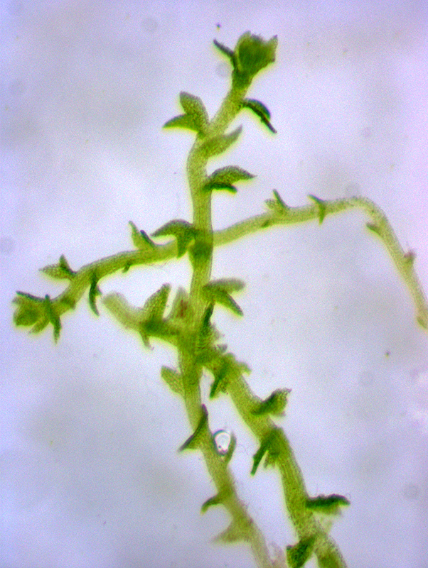 https://www.nzplants.auckland.ac.nz/content/nzplants/en/about/liverworts/some-leafy-liverworts/cephaloziellaceae/cephaloziella-sp.html